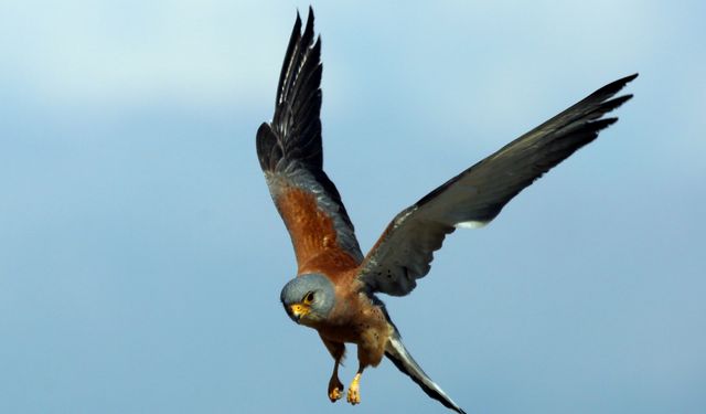 Konya'da kerkenezlerin "av mesaisi"