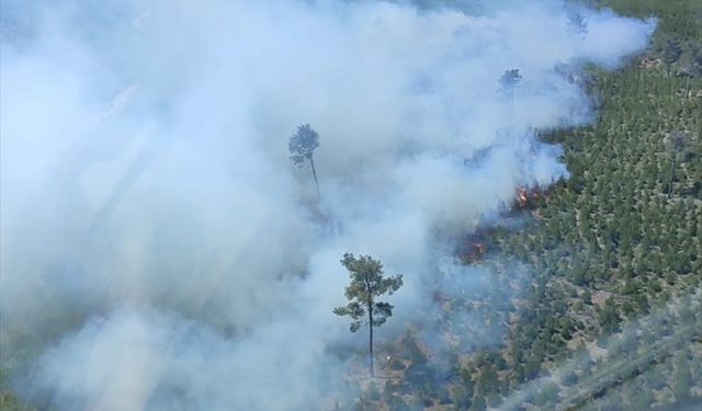 Manisa'da çıkan orman yangınına müdahale ediliyor