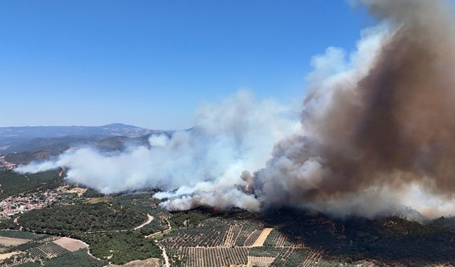 Manisa'nın Akhisar ilçesinde orman yangınına neden olan şüpheli tutuklandı