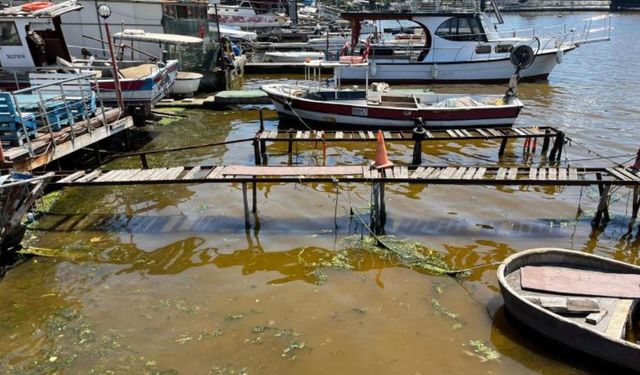 İzmit'te deniz kıyısı kahverengiye döndü