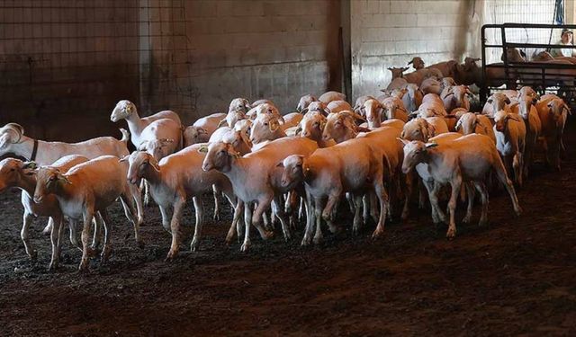 Şırnak'ta yıldırım isabet eden 95 küçükbaş hayvan telef oldu