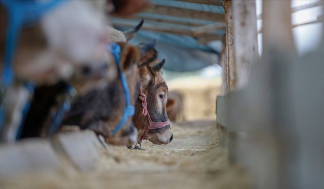 Kurban satış ve kesim yerlerinde yönelik tedbirler artırıldı