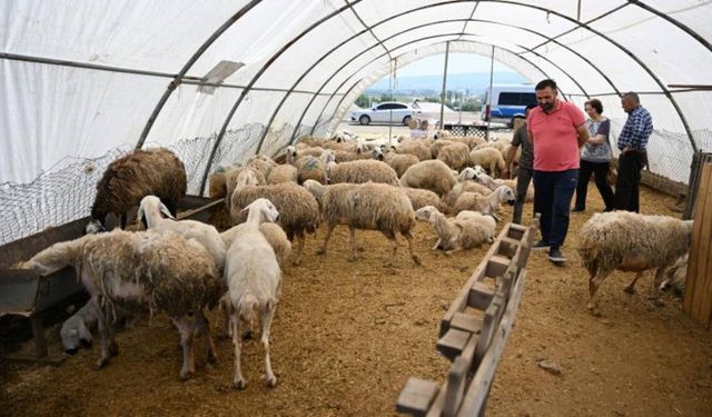 Ankara'da kurban pazarlarında yoğunluk sürüyor