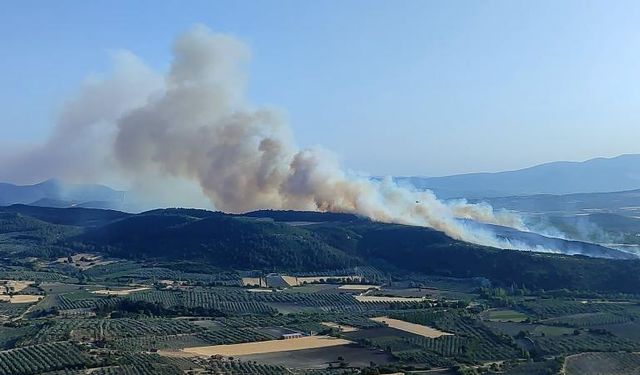 Manisa'nın Turgutlu ilçesinde ormana sıçrayan yangın kontrol altına alındı