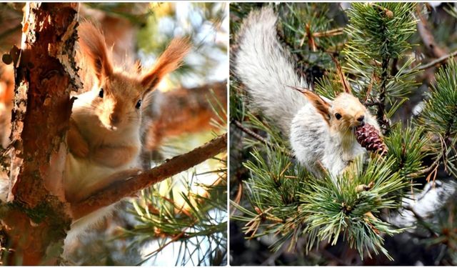 Kars'ta kızıl sincaplar millet bahçesini şenlendirdi