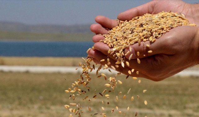 TMO'dan ithal pirinç iddialarına yalanlama