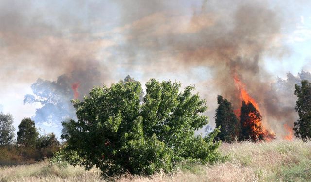 Aydın'da zeytinlikte çıkan yangın kontrol altına alındı