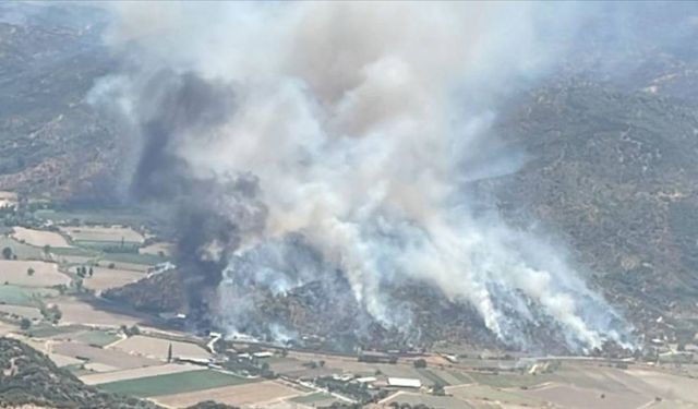 Aydın'da zeytinlik alanda yangın çıktı