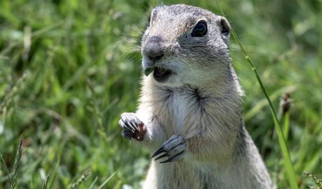 Aç kalan 'yer sincabı' yiyecek ararken görüntülendi