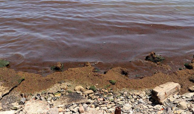 Tekirdağ'da sahil kırmızı yosunla kaplandı