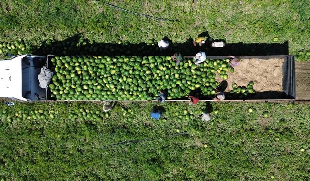Bafra Ovası'nda 94 bin 500 ton karpuz rekoltesi bekleniyor