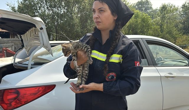 Karabük'teki orman yangınında yaralanan kedinin yardımına hayvanseverler yetişti