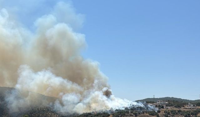 Milas'ta ziraat alanında çıkan yangın söndürüldü