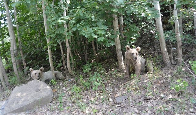 Nemrut Krater Gölü doğası ve serin havasıyla ziyaretçilerini ağırlıyor