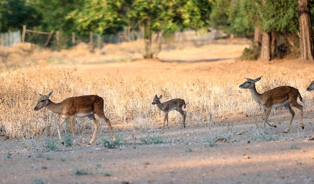 Nesli tükenme tehlikesi altındaki alageyikler bu yıl 11 yavru dünyaya getirdi