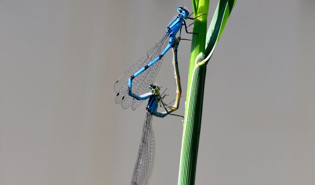 Sarıkamış'ın doğası "tarım dostu" yusufçuklarla renklendi