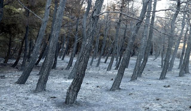 Tekirdağ’daki orman yangını kontrol altına alındı