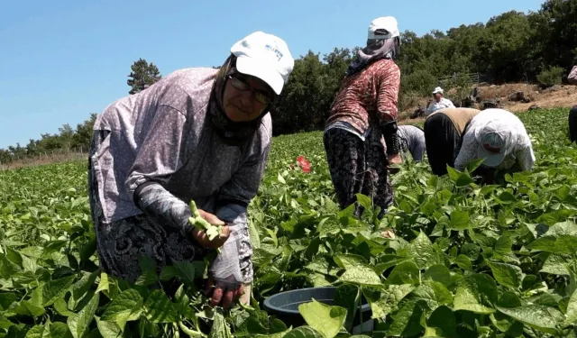 Balıkesirli üreticinin yüzünü Büyükşehir güldürdü