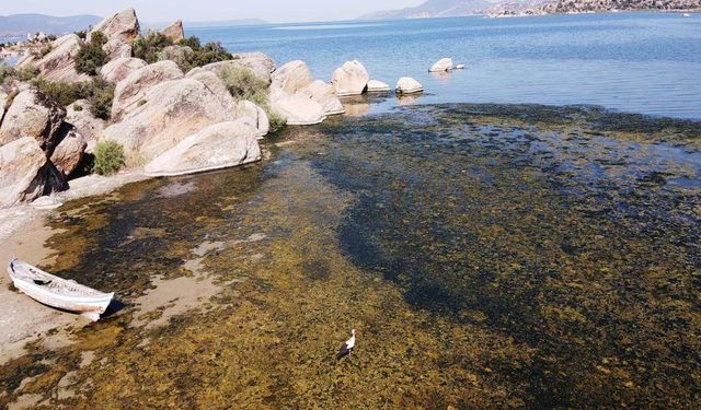 Suları çekilmeye başlayan Bafa Gölü'nde kirlilik yaşanıyor