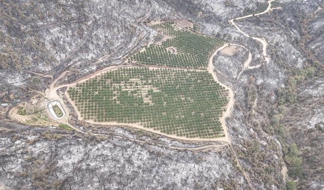 Bursa’daki yangından dikkat çeken kare: Sadece o alan yanmadı