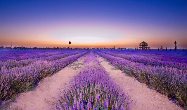 Konya Karatay'da lavanta günleri başlıyor