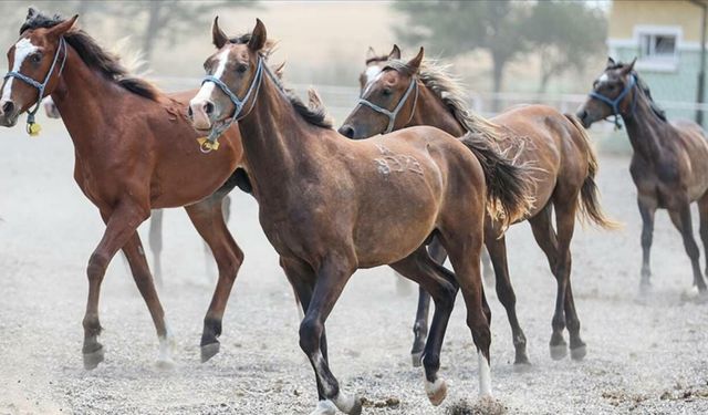 TİGEM 17 safkan Arap koşu tayı satacak