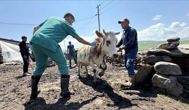 Samsun'un bazı mahallelerinde şap karantinası başlatıldı