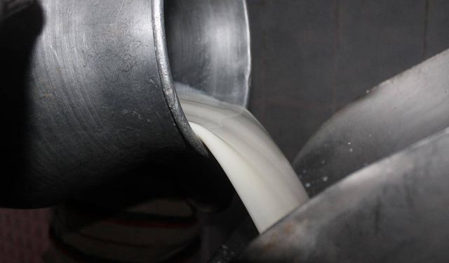 Toplanan inek sütü miktarı ekimde 895 bin 834 ton oldu