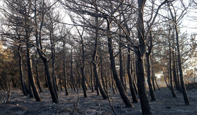 Şarköy'deki orman yangını kısmen kontrol altında