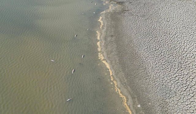 Tekirdağ'da su seviyesi düşen gölette balıklar telef oldu