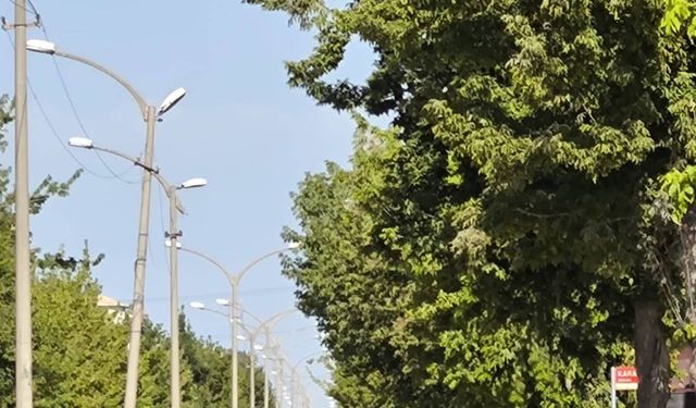 Van’da elektrik skandalı derinleşiyor teller ağaçların arasında, kurumlar umursamıyor