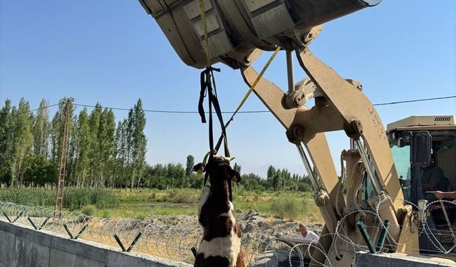 Iğdır'da kanala düşen dana kepçeyle kurtarıldı