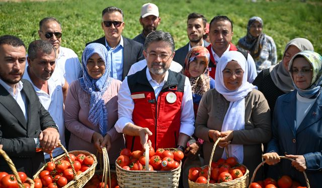 Bakan Yumaklı, Ayaş'ta domates hasadına katıldı