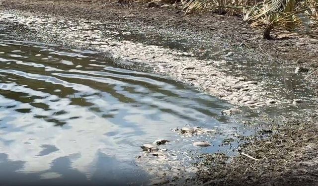 Gölette su çekilmesi balıkları oksijensiz bıraktı