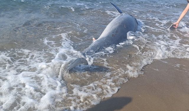 Bodrum sahilinde ölü yunus bulundu