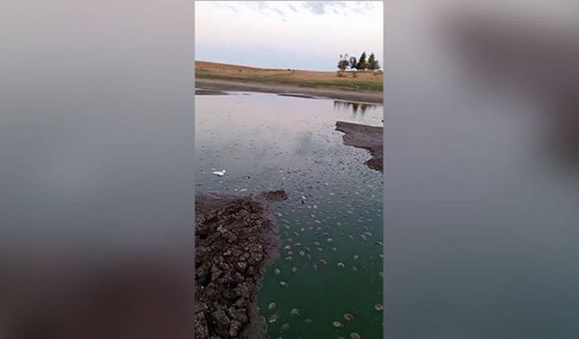 Gölette oksijen azaldı, balıklar telef oldu