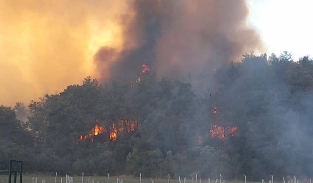 Şırnak'ta çıkan orman yangını kontrol altına alındı