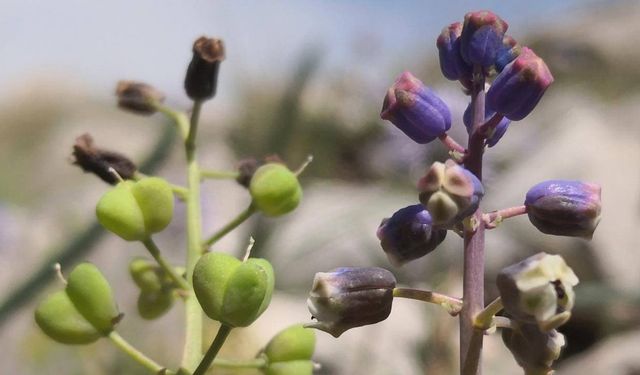 'Konya Sümbülü' literatüre kazandırıldı