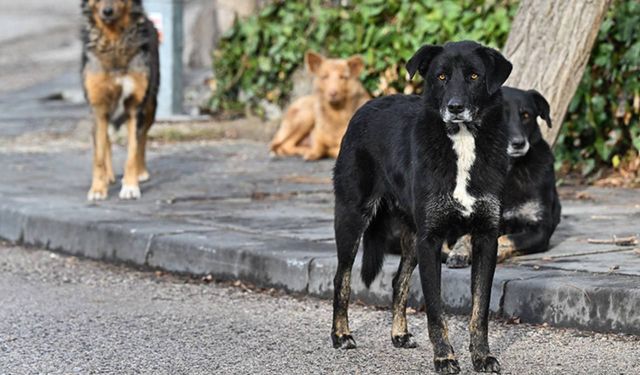 8 yaşındaki çocuk sevmek istediği sahipsiz köpeğin saldırısına uğradı