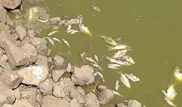 Kurumaya yüz tutan göletteki çok sayıda balık telef oldu