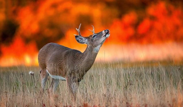 Orman yangınlarının yüzde 57'si orman dışı alanlarda başladı