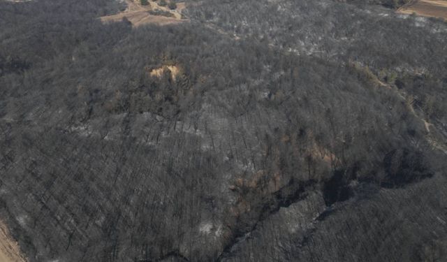 Bursa'da zeytinlikte çıkan yangın söndürüldü