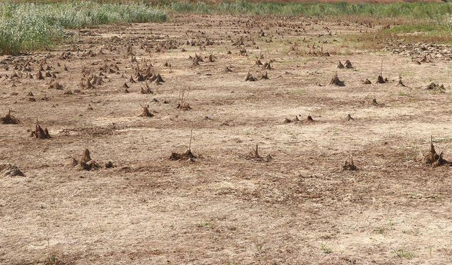 Tekirdağ'da Yazır Göleti kurudu