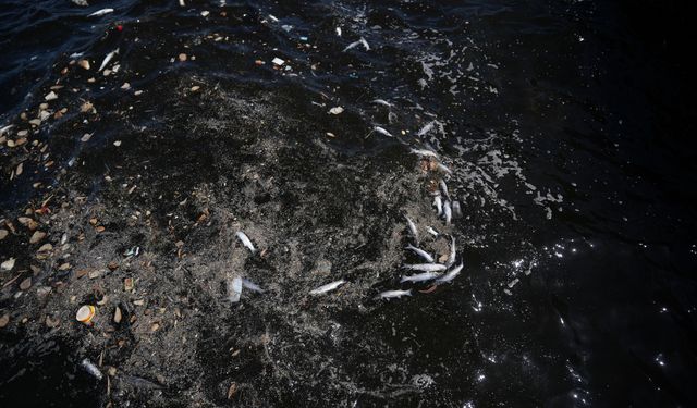 İzmir Körfezi'ndeki balık ölümleri sürüyor