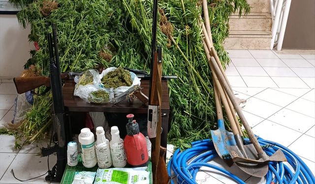 İzmir'de ormanlık alanda Hint keneviri yetiştiren şüpheli yakalandı