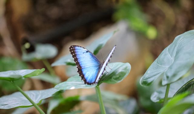 Konya Tropikal Kelebek Bahçesi yaz döneminde 272 bin ziyaretçiyi ağırladı