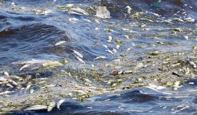 İzmir Körfezi'nde balık ölümleri devam ediyor