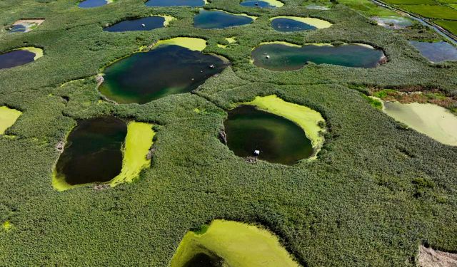 Edirne'deki Göl Baba sulak alanı adeta vahayı andırıyor