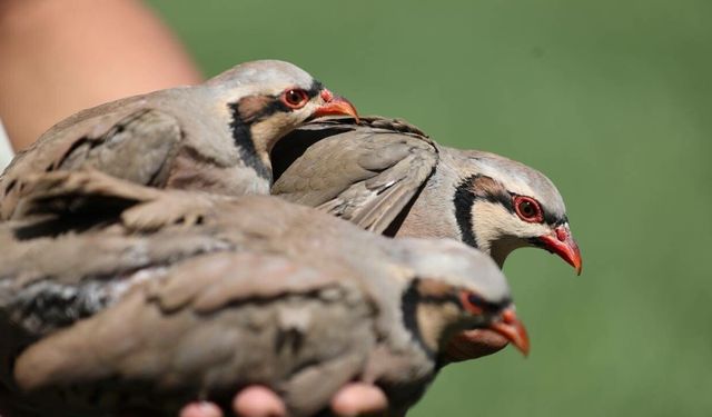 Türkiye'nin keneyle mücadele ordusu büyümeye devam ediyor