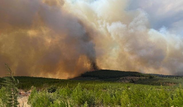 Bursa'da orman yangını